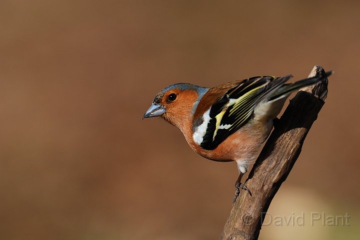 Chaffinch male - C.jpg - Chaffinch, male - Forest of Dean